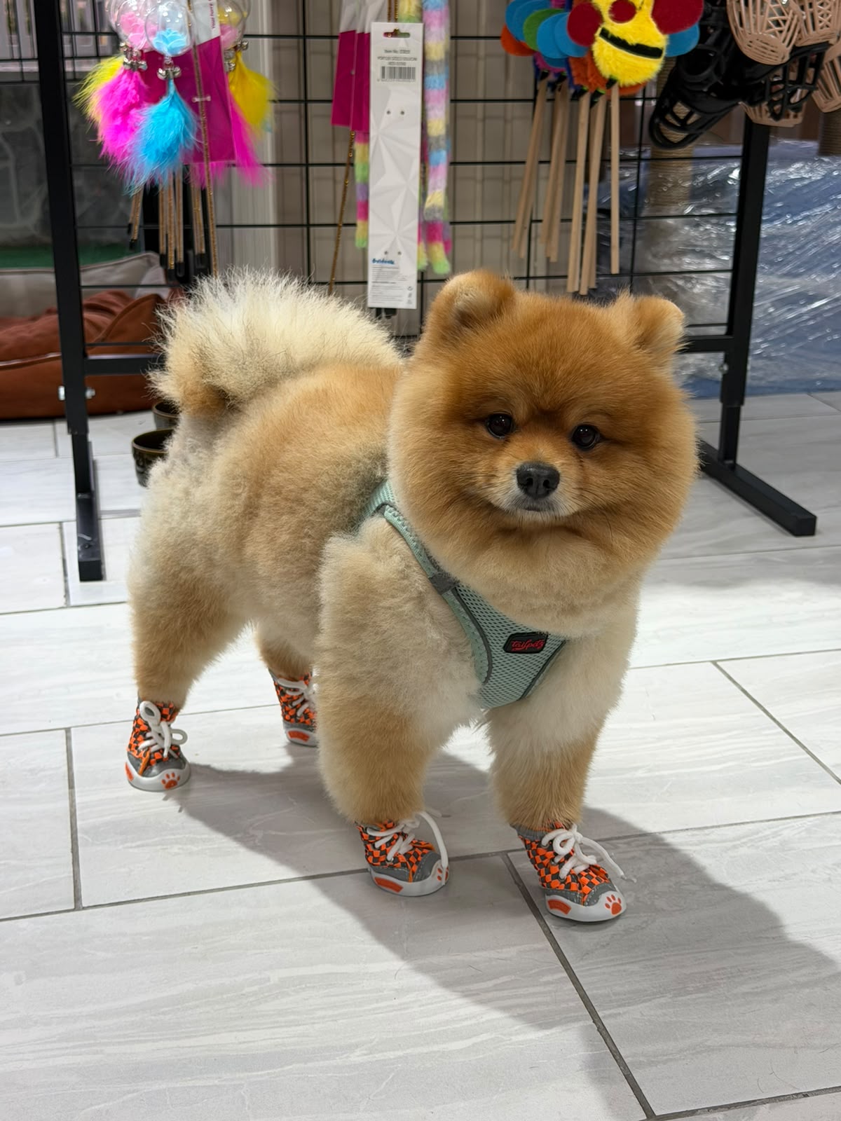 Ayakkabılı sevimli Pomeranian