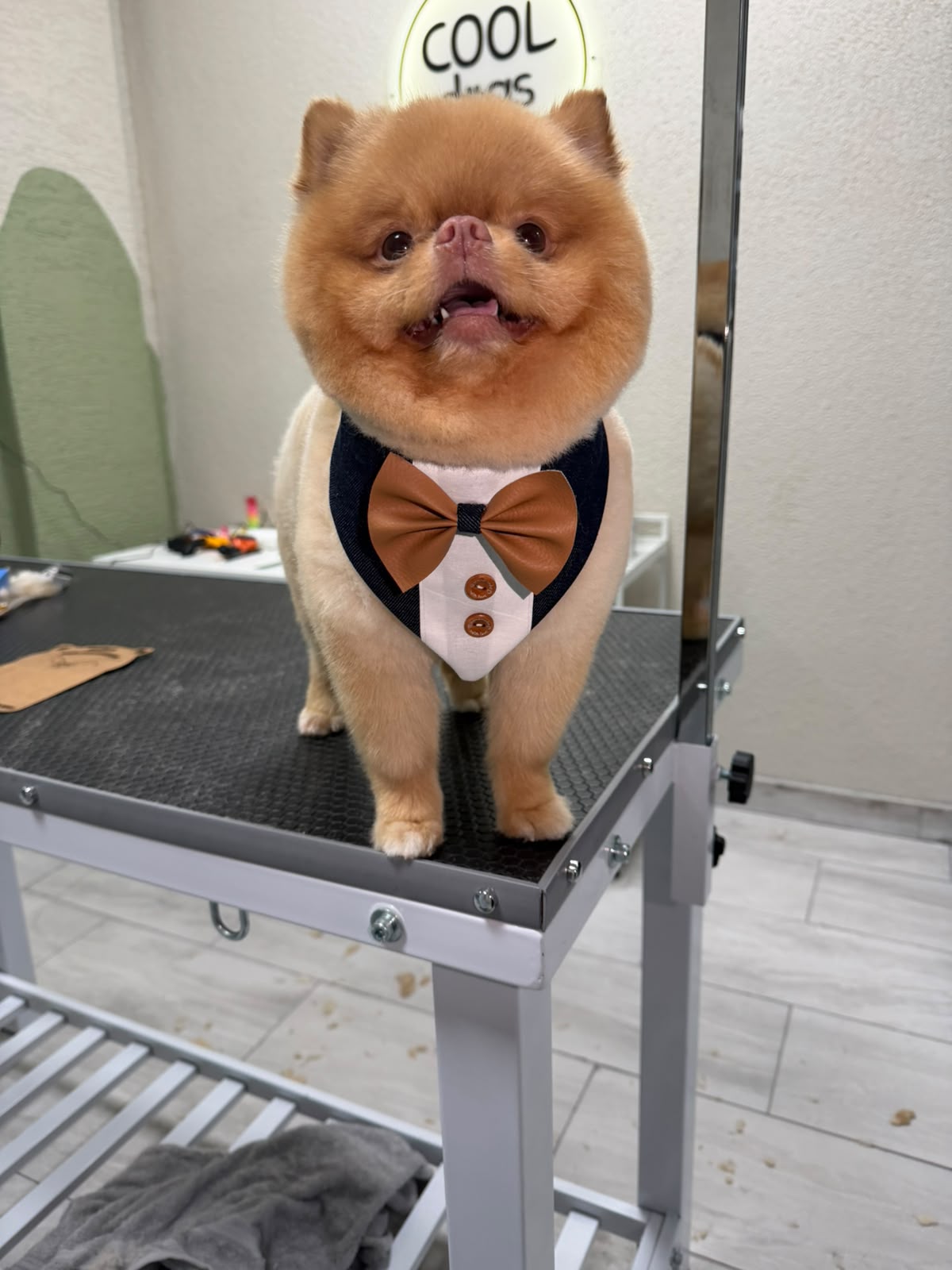Smokinli Pomeranian tıraş masasında