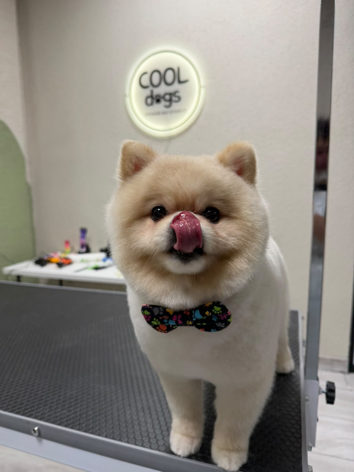 Beyaz Pomeranian papyonuyla