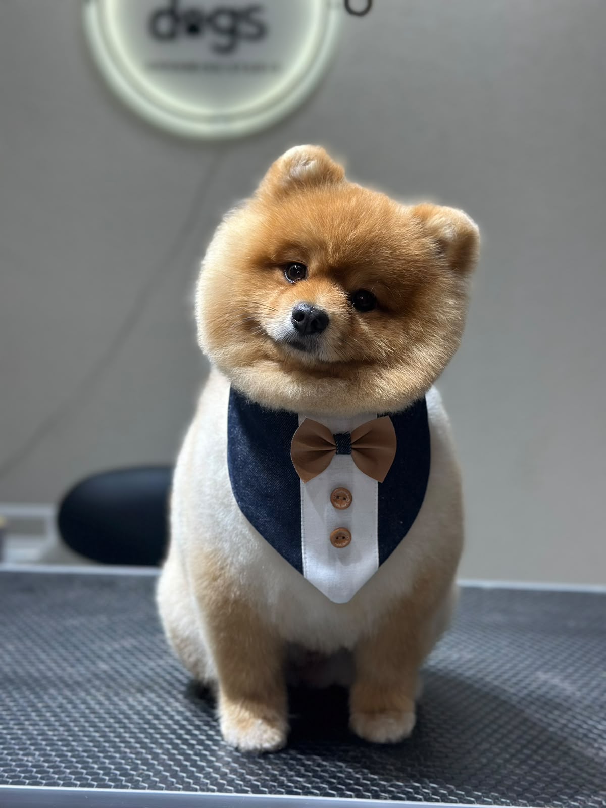 Cool Dogs'ta smokin papyonuyla bakımdan çıkmış Pomeranian
